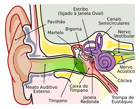 Audição .